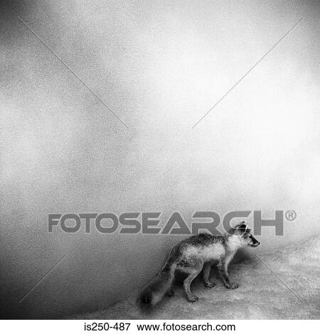 Stock Photo - Stuffed fox. Fotosearch