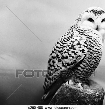 Stock Photo - Stuffed owl. Fotosearch