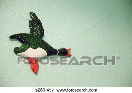 Wall duck View Large Photo Image Stock Photo - Wall duck. Fotosearch