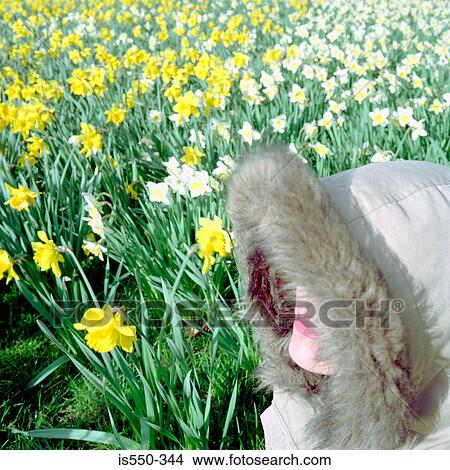 Picture - Woman in field of daffodils. Fotosearch