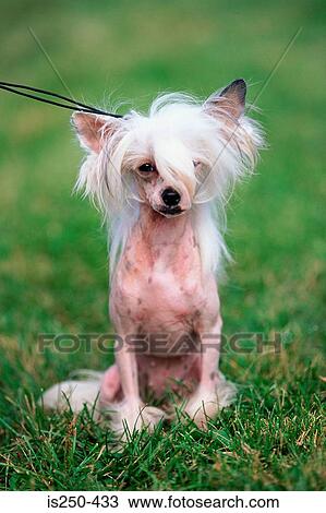 Bald dog in park View Large Photo Image Stock Image - Bald dog in park. Fotosearch