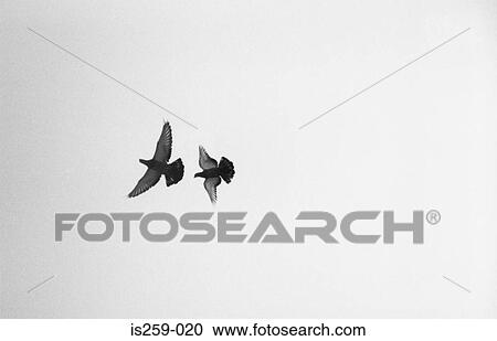 Stock Image - Birds in flight. Fotosearch