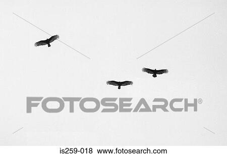 Birds in flight View Large Photo Image Stock Photo - Birds in flight. Fotosearch