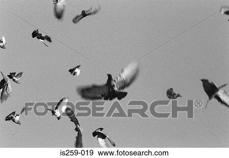 Birds in flight View Large Photo Image Stock Photo - Birds in flight. Fotosearch