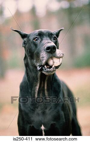 Black dog with ball in mouth View Large Photo Image Stock Image - Black dog with ball in mouth. Fotosearch