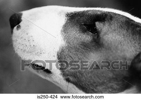 Picture - Bull terrier profile. Fotosearch