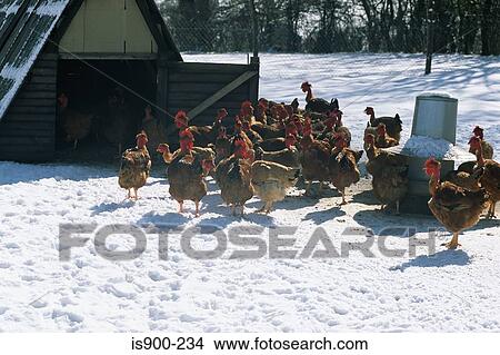 Picture - Chickens in the snow. Fotosearch