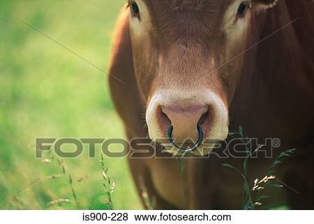Cow with a nose ring View Large Photo Image Stock Photo - Cow with a nose ring. Fotosearch