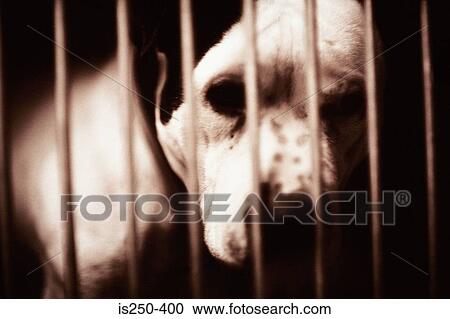 Dog in cage View Large Photo Image Stock Image - Dog in cage. Fotosearch