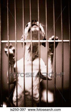 Dog in cage View Large Photo Image Stock Photo - Dog in cage. Fotosearch