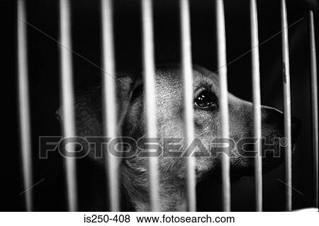 Dog in cage View Large Photo Image Stock Photo - Dog in cage. Fotosearch