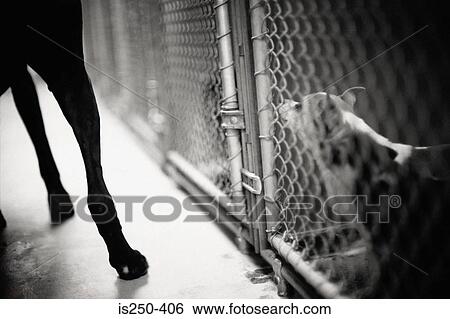 Dog in cage View Large Photo Image Stock Photograph - Dog in cage. Fotosearch