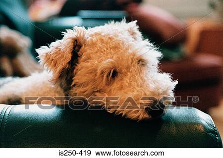 Dog lying on sofa View Large Photo Image Stock Photo - Dog lying on sofa. Fotosearch