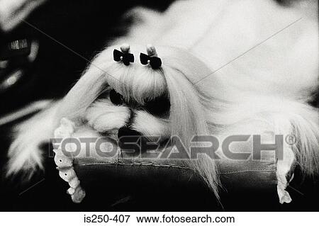 Dog resting on cushion View Large Photo Image Stock Photo - Dog resting on cushion. Fotosearch