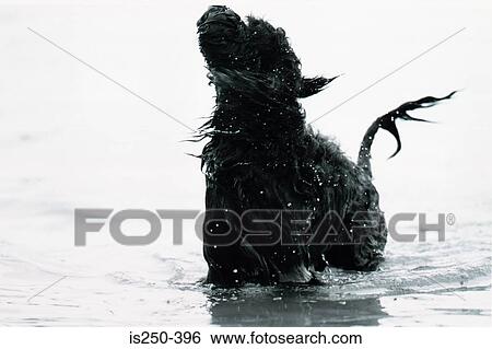 Dog shaking in sea View Large Photo Image Stock Photograph - Dog shaking in sea. Fotosearch