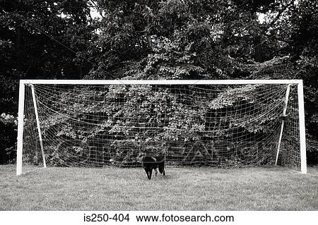 Picture - Dog standing in goal. Fotosearch