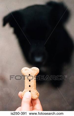 Stock Image - Dog waiting for biscuit. Fotosearch