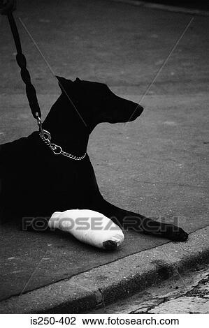 Stock Image - Dog with bandaged leg. Fotosearch
