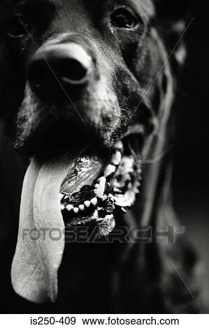 Dog with long tongue View Large Photo Image Stock Photo - Dog with long tongue. Fotosearch