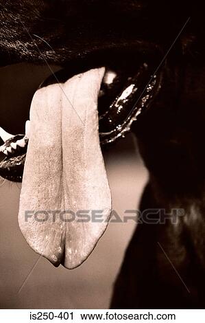 Dog's tongue View Large Photo Image Stock Image - Dog's tongue. Fotosearch