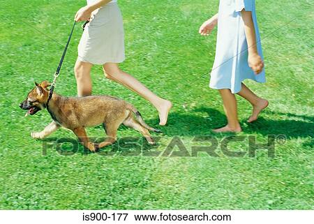 Girls walking a puppy View Large Photo Image Stock Photo - Girls walking a puppy. Fotosearch
