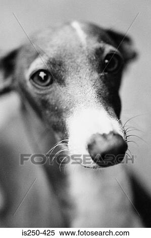 Greyhound View Large Photo Image Stock Photography - Greyhound. Fotosearch