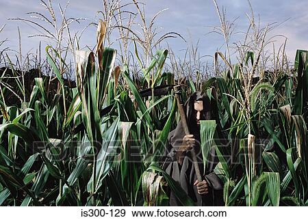 Grim reaper disguised in a corn field View Large Photo Image Stock Photo - Grim reaper disguised in a corn field. Fotosearch