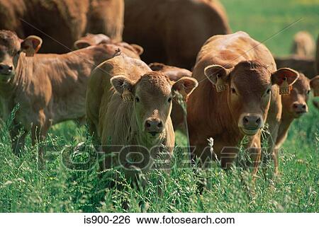 Herd of cattle View Large Photo Image Stock Photograph - Herd of cattle. Fotosearch