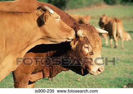 Herd of cattle View Large Photo Image Stock Photography - Herd of cattle. Fotosearch