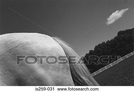 Horse rump and tail in field View Large Photo Image Stock Image - Horse rump and tail in field. Fotosearch