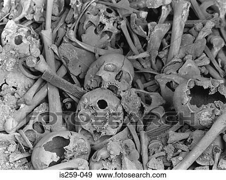 Stock Photo - Human skulls and bones. Fotosearch