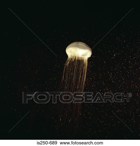 Stock Photo - Jellyfish. Fotosearch