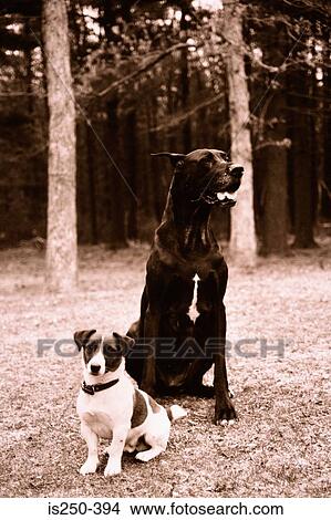 Large and small dog in park View Large Photo Image Picture - Large and small dog in park. Fotosearch