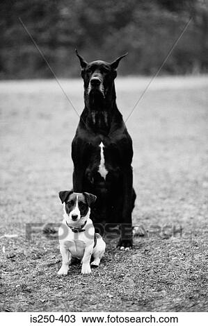 Stock Image - Large and small dog in park. Fotosearch