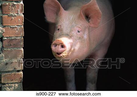 Stock Photo - Pig. Fotosearch