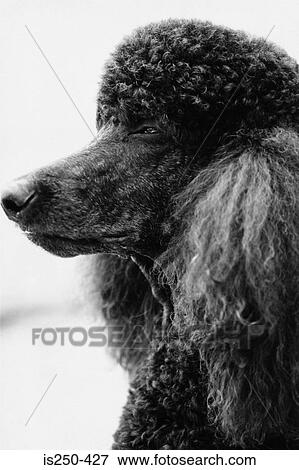 Stock Photo - Poodle profile. Fotosearch