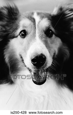 Portrait of border collie View Large Photo Image Stock Photo - Portrait of border collie. Fotosearch