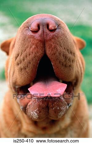 Stock Image - Portrait of cute dog. Fotosearch