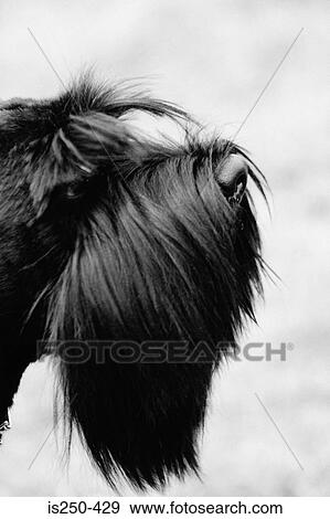 Stock Photo - Profile of black terrier. Fotosearch