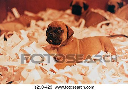 Puppies on shredded paper View Large Photo Image Stock Image - Puppies on shredded paper. Fotosearch