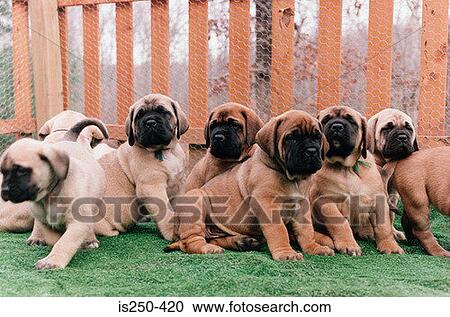 Row of puppies View Large Photo Image Stock Image - Row of puppies. Fotosearch