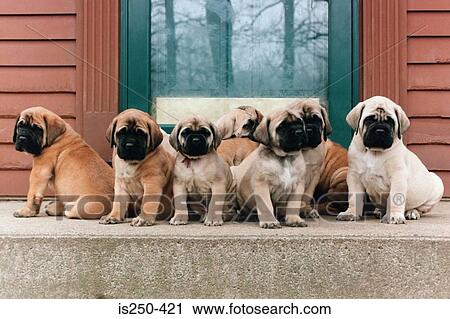 Row of puppies View Large Photo Image Stock Image - Row of puppies. Fotosearch