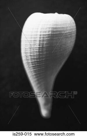 Seashell View Large Photo Image Stock Photography - Seashell. Fotosearch