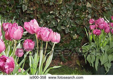Stock Photo - Tulips in a garden. Fotosearch