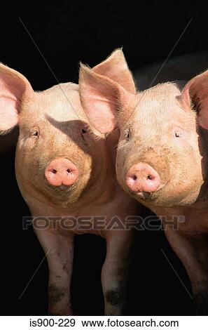 Stock Photo - Two pigs. Fotosearch
