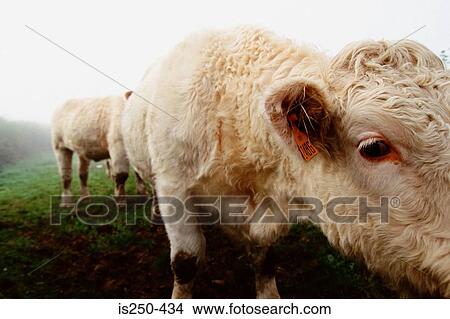 Picture - White cows in field. Fotosearch