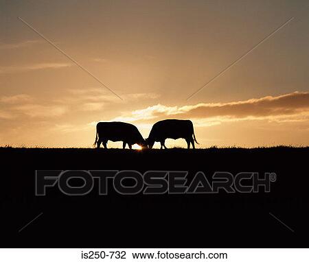 Stock Image - Cows at sunset. Fotosearch