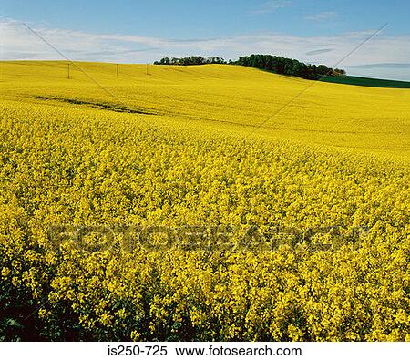 Stock Photography - Field of oilseed rape. Fotosearch