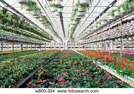 Industrial greenhouse View Large Photo Image Picture - Industrial greenhouse. Fotosearch