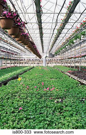 Stock Image - Industrial greenhouse. Fotosearch
